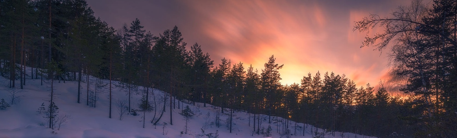 sunset over snow covered trees
